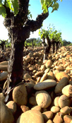 La vigne en Ardèche