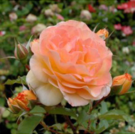 Rose de Picardie