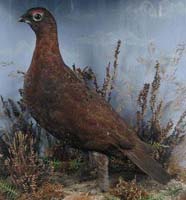 Grouse (Taxidermie)