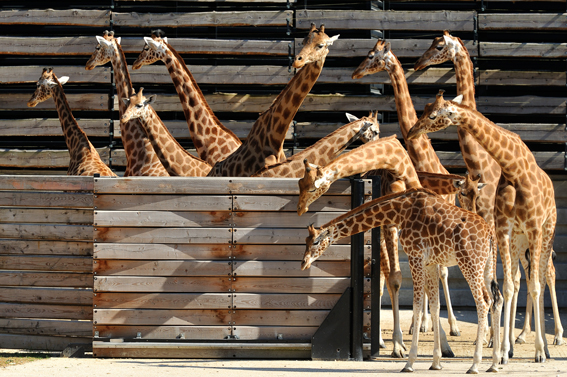 Les girafes du zoo de Vincennes
