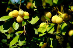 Mirabelles