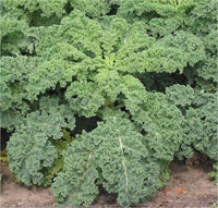 Chou Kale 