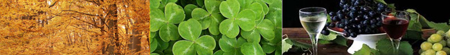 Shamrock