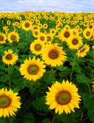 Tournesol en Touraine, côté Sud