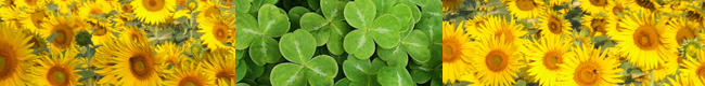 Shamrock