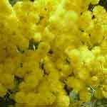 Mimosa