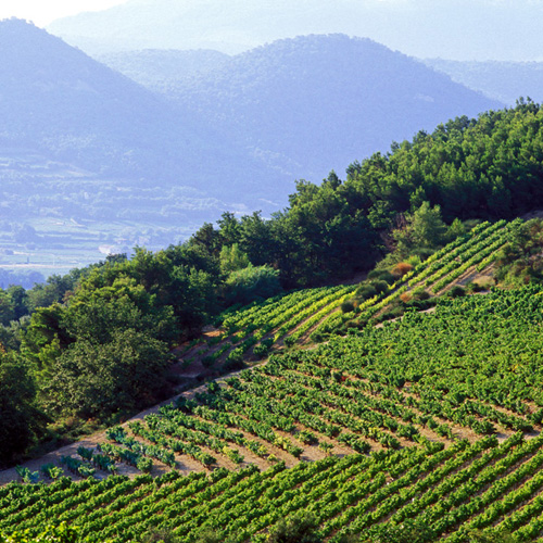 Vignoble Rasteau