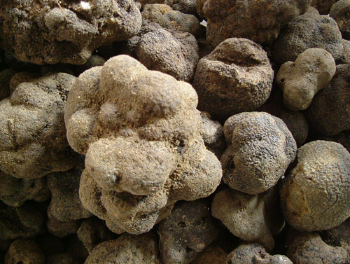 Truffes
