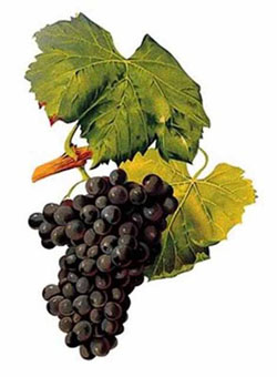 grenache