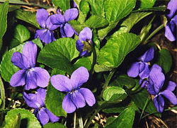 Violettes